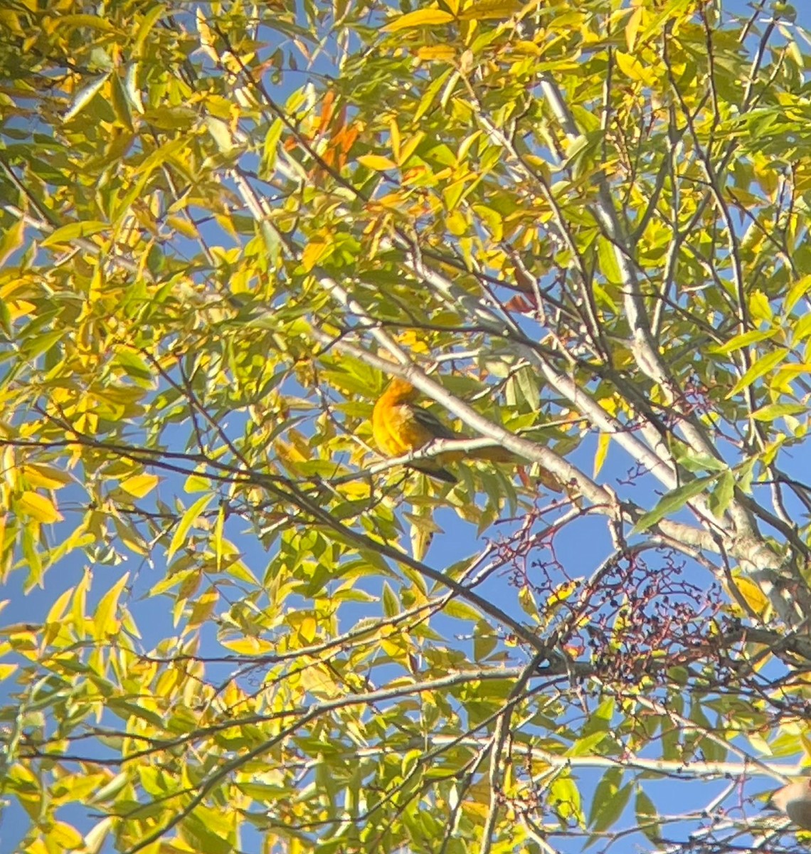 trupiál baltimorský - ML643698353