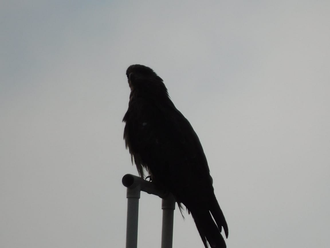 Сохор элээ - ML643698354