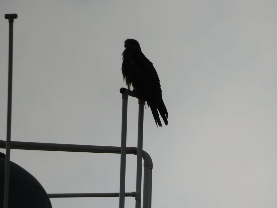 Сохор элээ - ML643698355