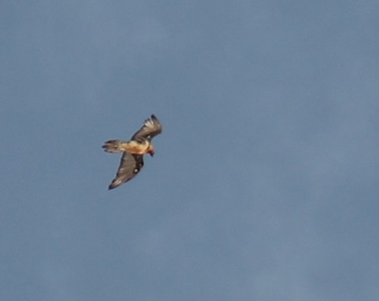 Bearded Vulture - ML643698365