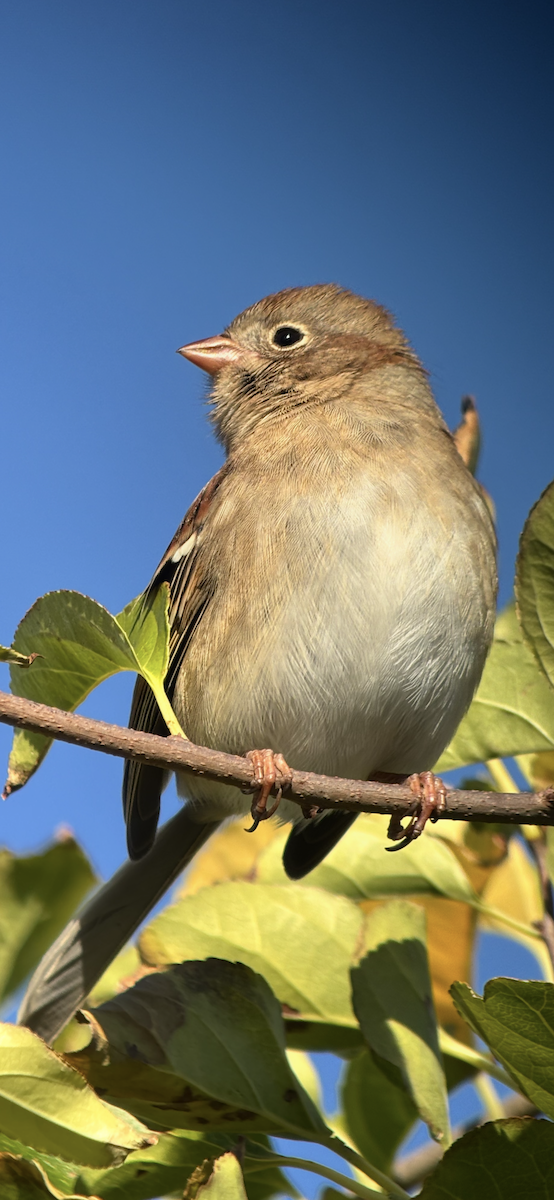 Field Sparrow - ML643698369