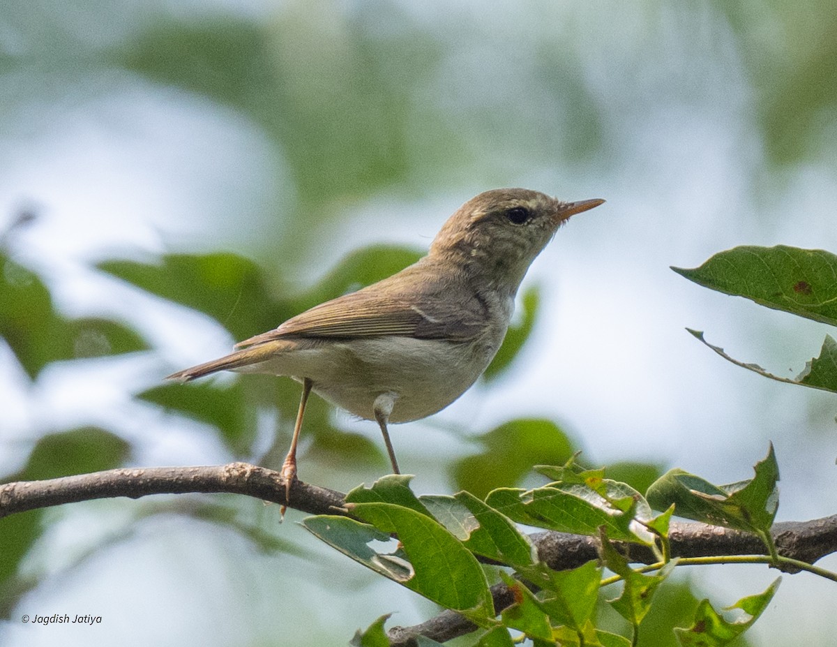 Greenish Warbler - ML643698378
