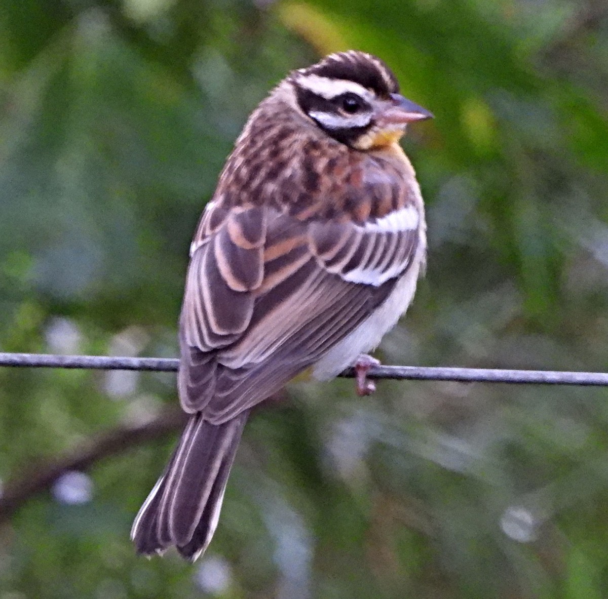 Golden-breasted Bunting - ML643698383