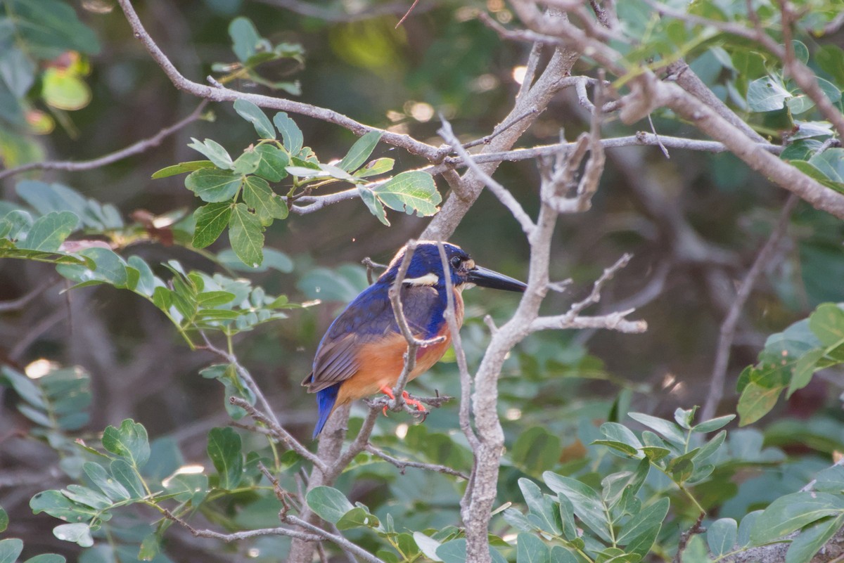Azure Kingfisher - ML643698404