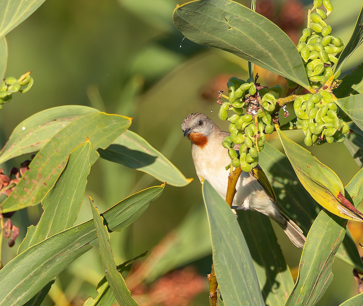 Rufous-throated Honeyeater - ML643698417