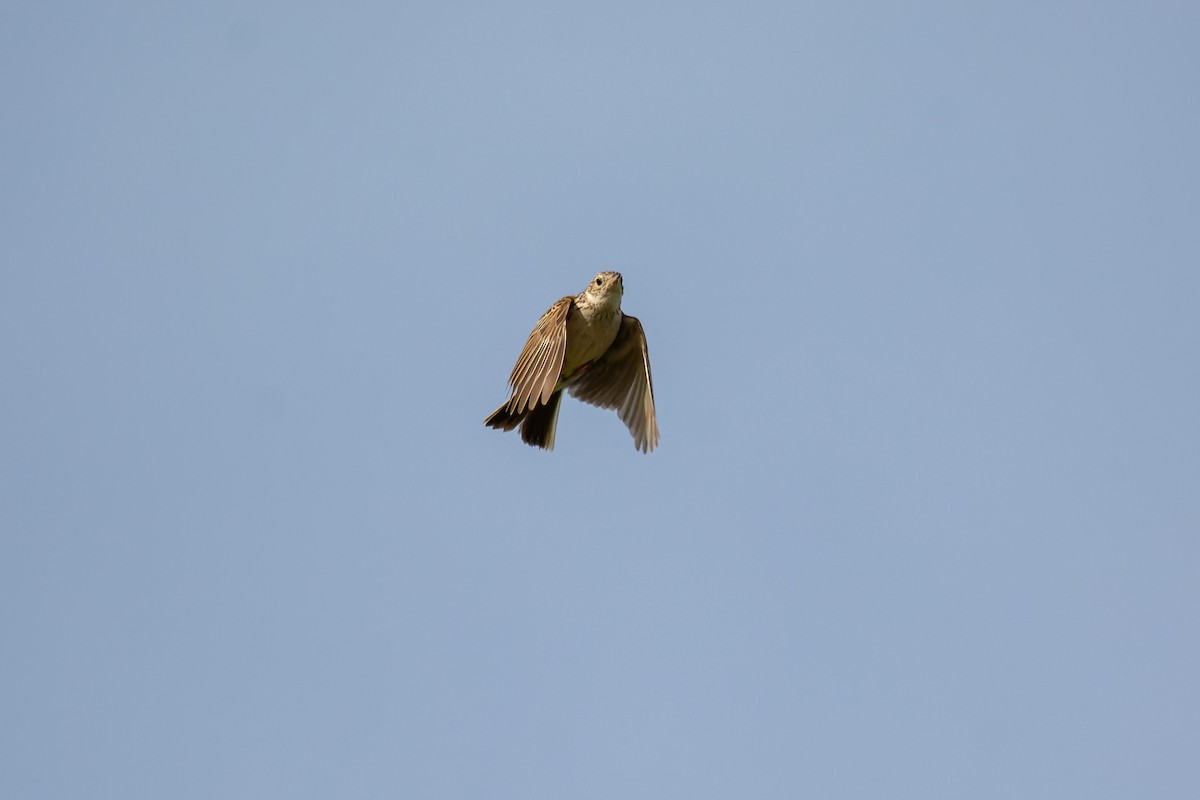 Hellmayr's Pipit - ML643698442