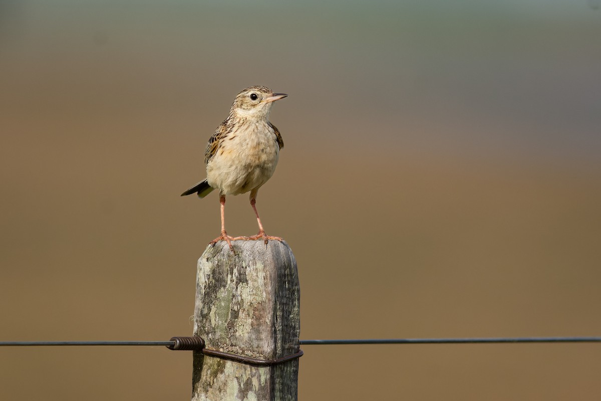 Hellmayr's Pipit - ML643698446