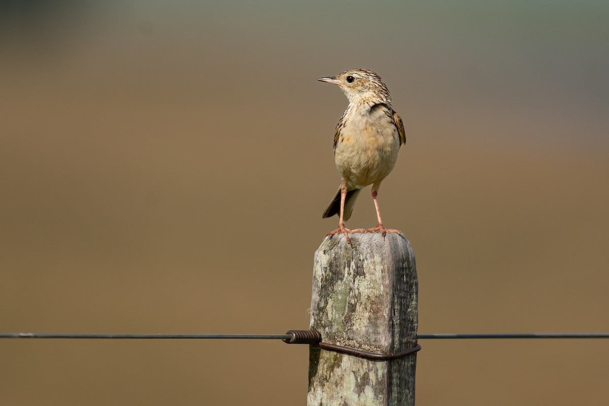 Hellmayr's Pipit - ML643698447