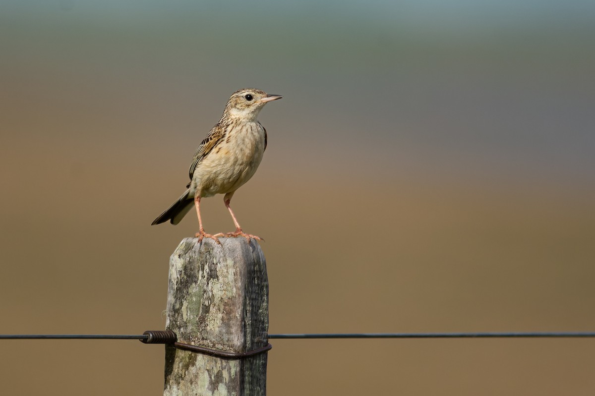 Hellmayr's Pipit - ML643698448
