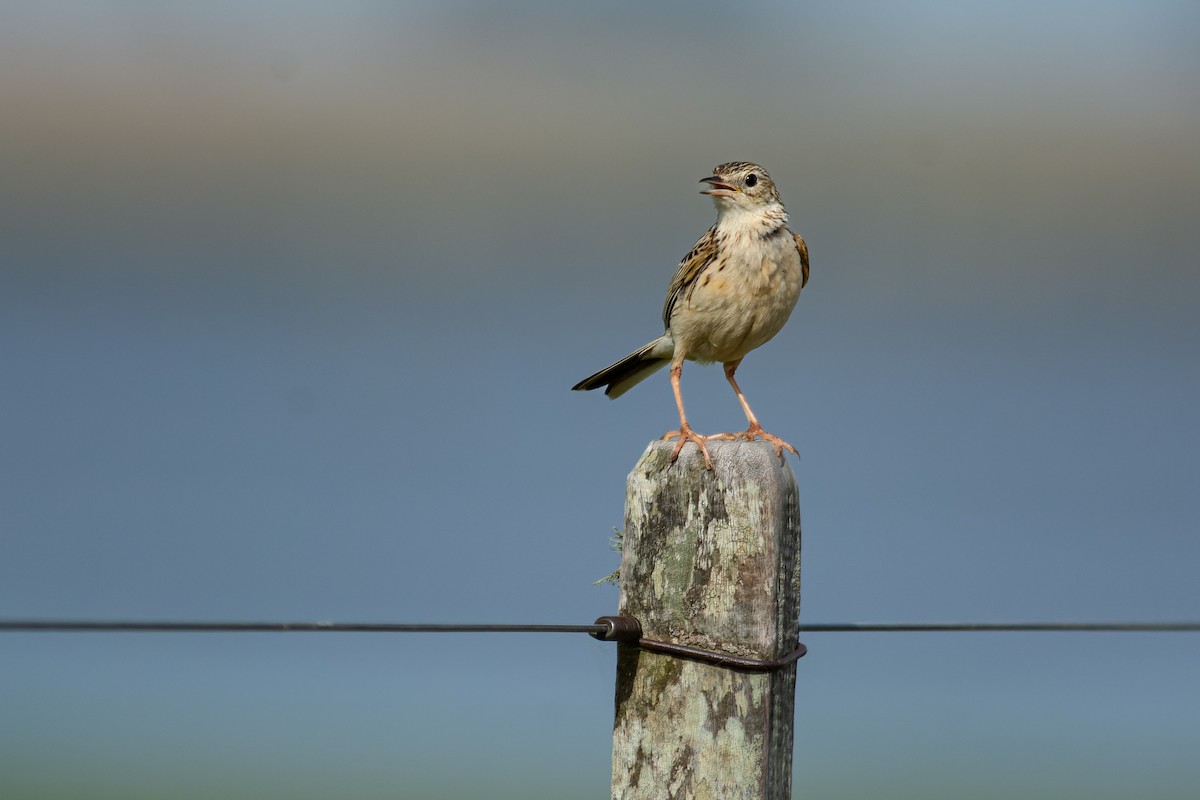 Hellmayr's Pipit - ML643698449