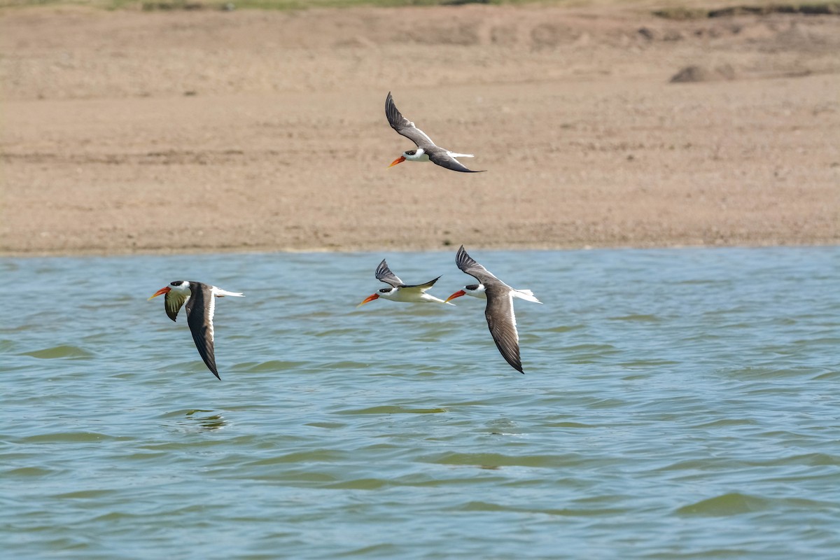 Indian Skimmer - ML643698456