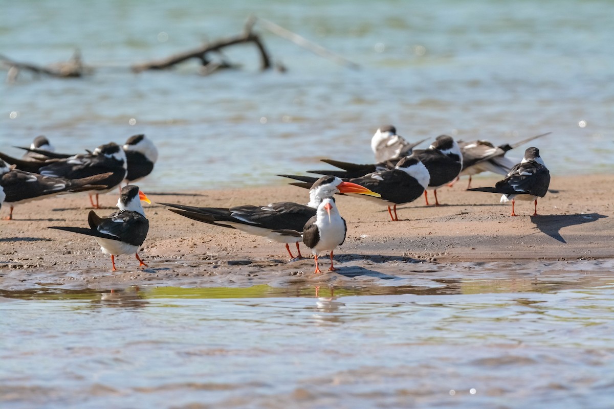 Indian Skimmer - ML643698457