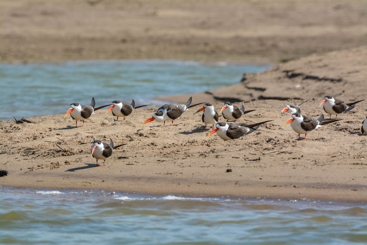 Indian Skimmer - ML643698458