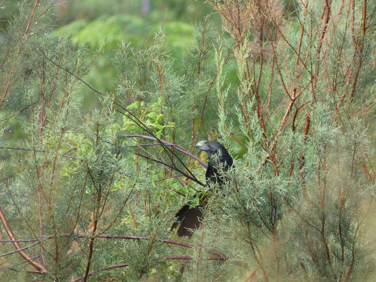 Groove-billed Ani - ML643698496