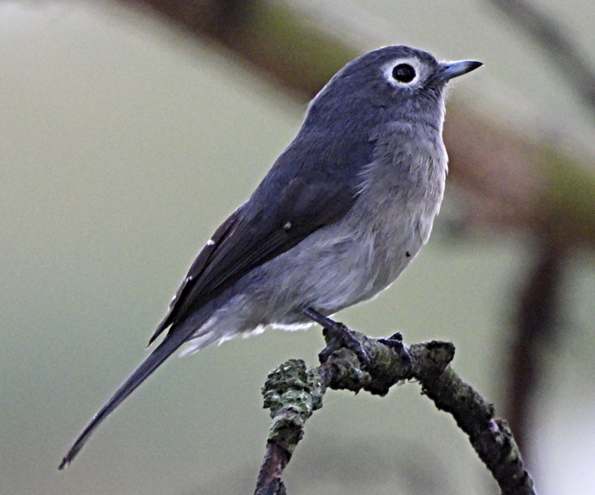 White-eyed Slaty-Flycatcher - ML643698498