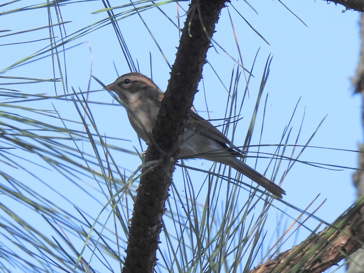 Chipping Sparrow - ML643698499