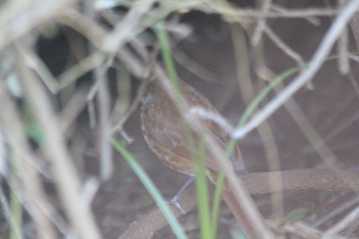 Spotted Morning-Thrush - ML643698530