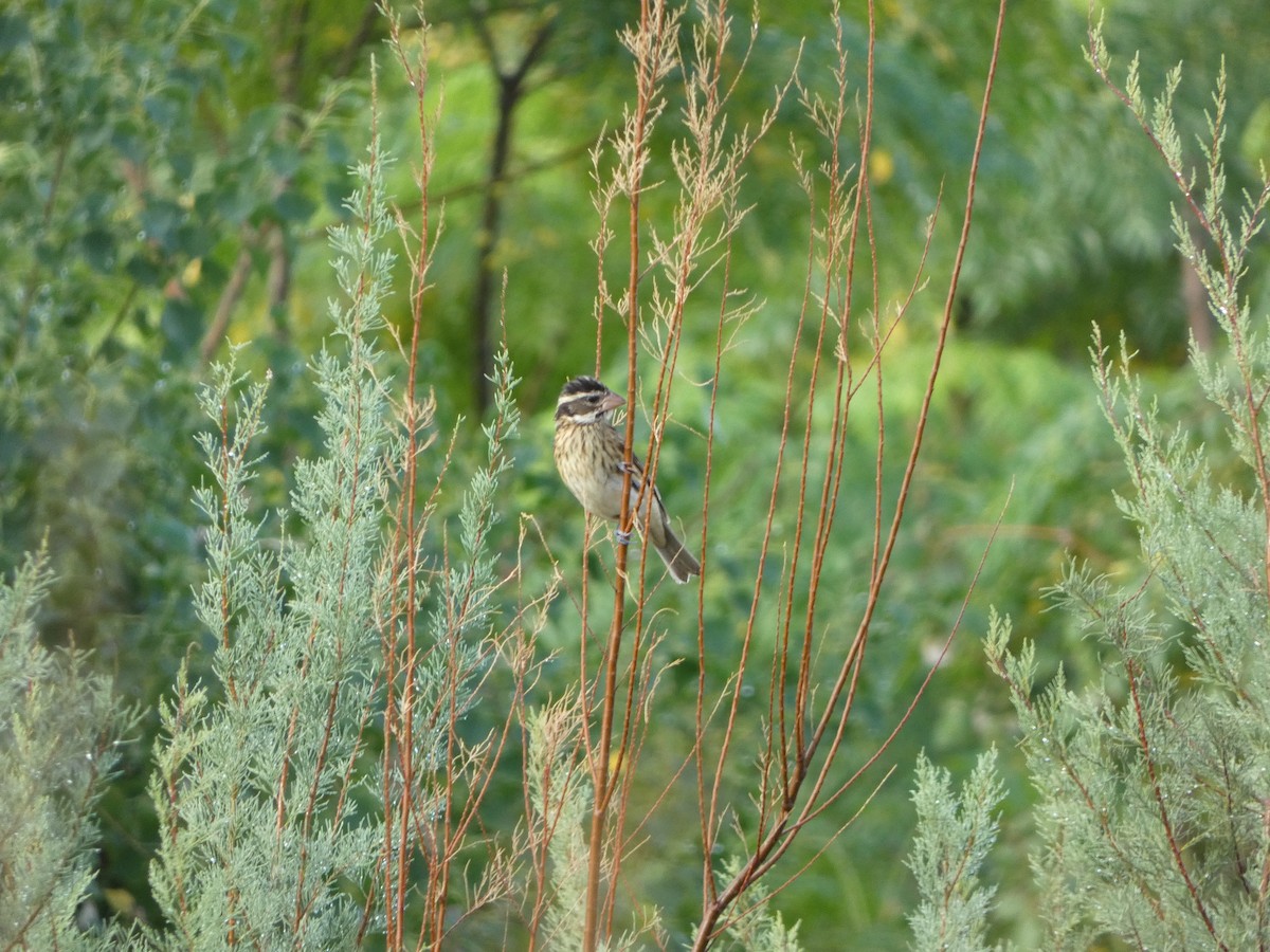 Rose-breasted Grosbeak - ML643698531