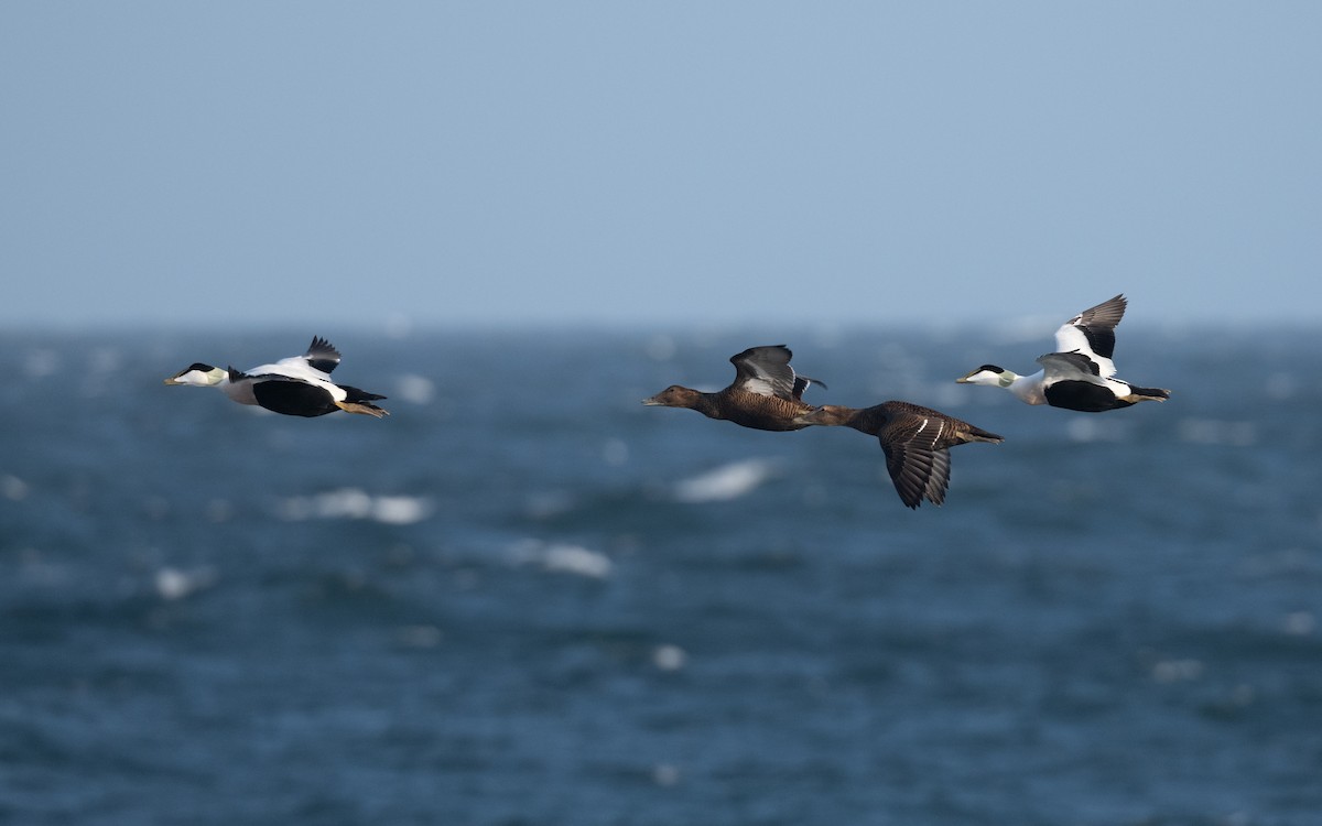 Common Eider - ML643698533