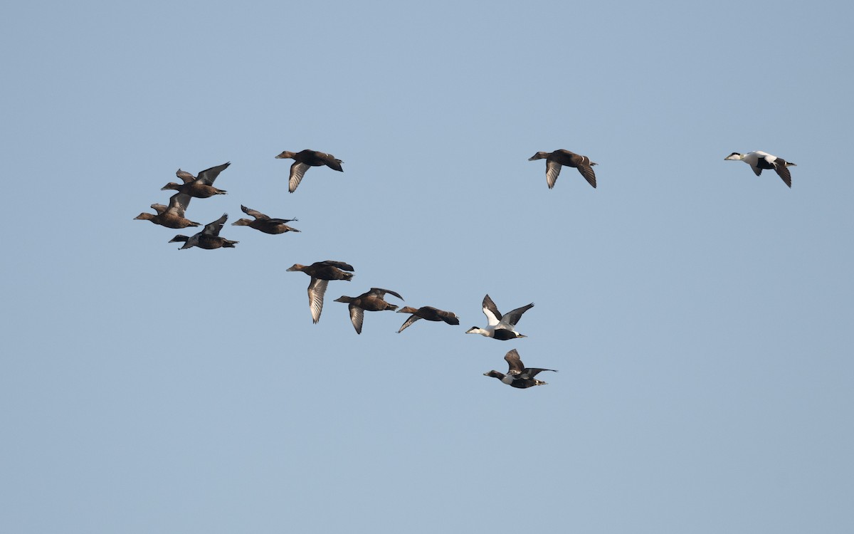 Common Eider - ML643698534