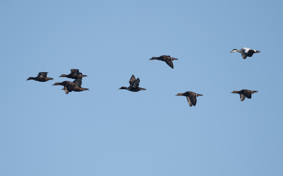 Common Eider - ML643698535