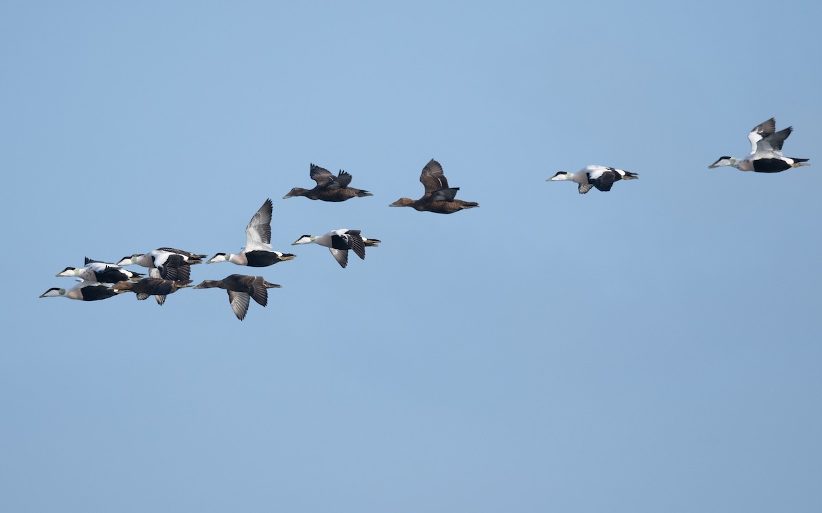 Common Eider - ML643698536