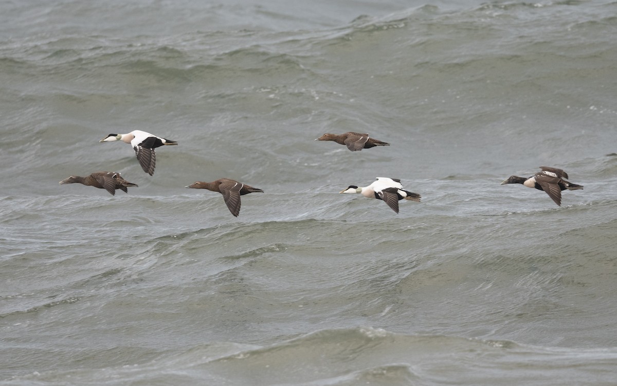 Common Eider - ML643698539
