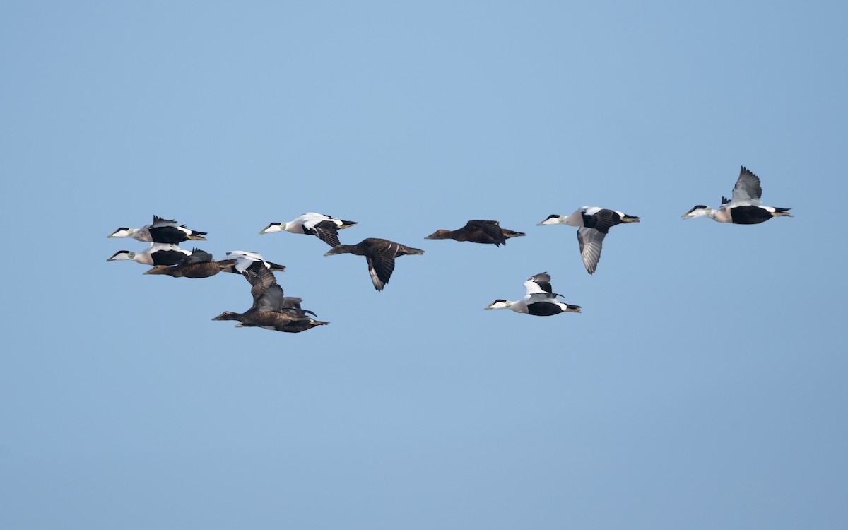 Common Eider - ML643698540