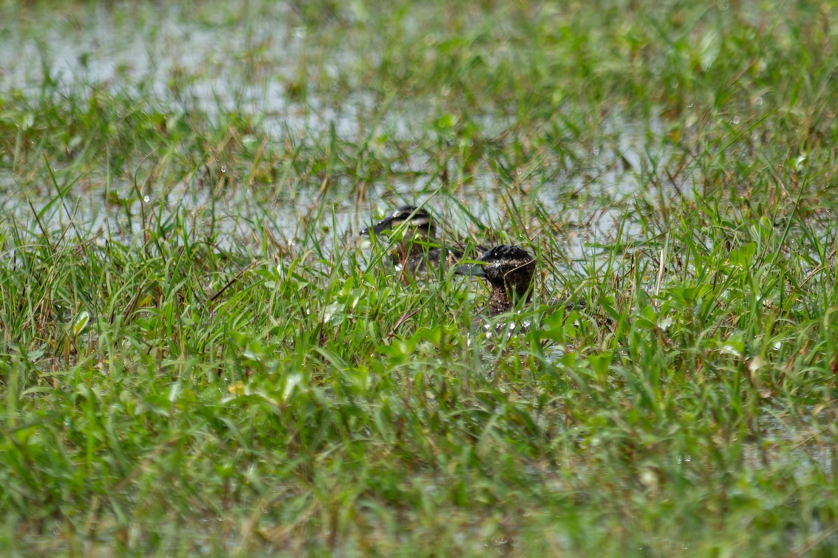 Masked Duck - ML643698583