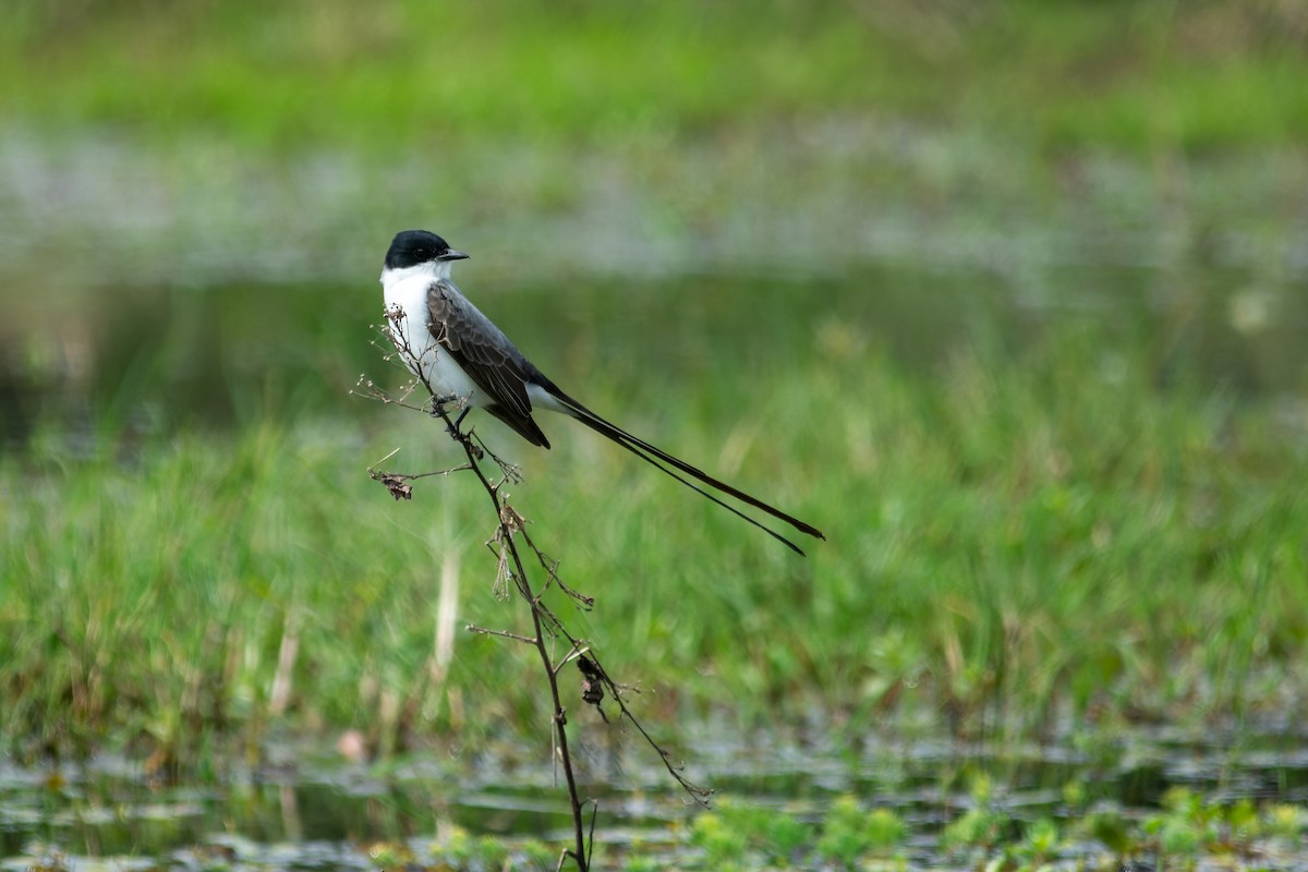 Fork-tailed Flycatcher (savana) - ML643698587