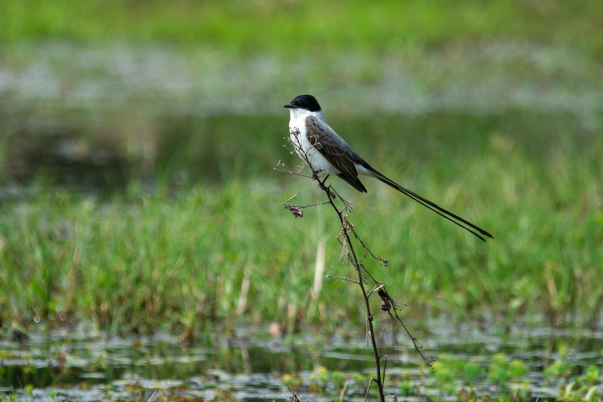 Fork-tailed Flycatcher (savana) - ML643698588