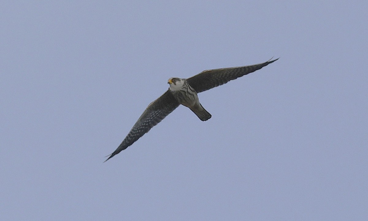 Red-footed Falcon - ML643698595