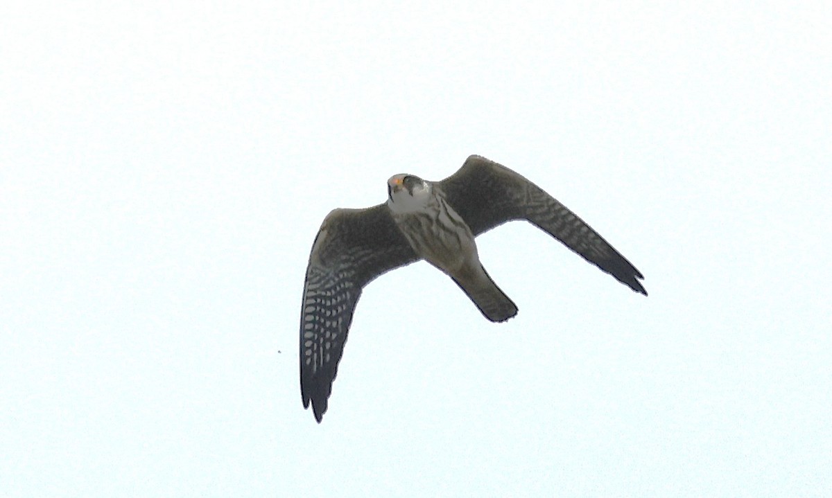 Red-footed Falcon - ML643698601
