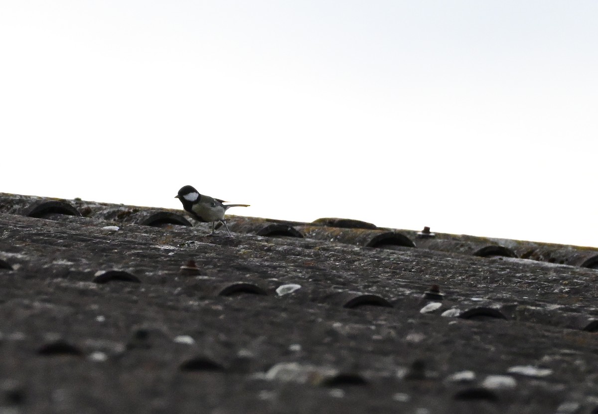 Great Tit - ML643698602