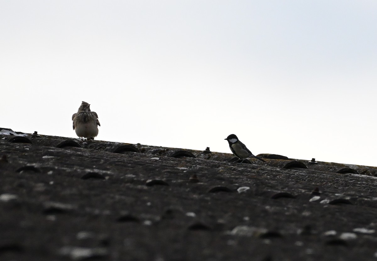 Great Tit - ML643698603
