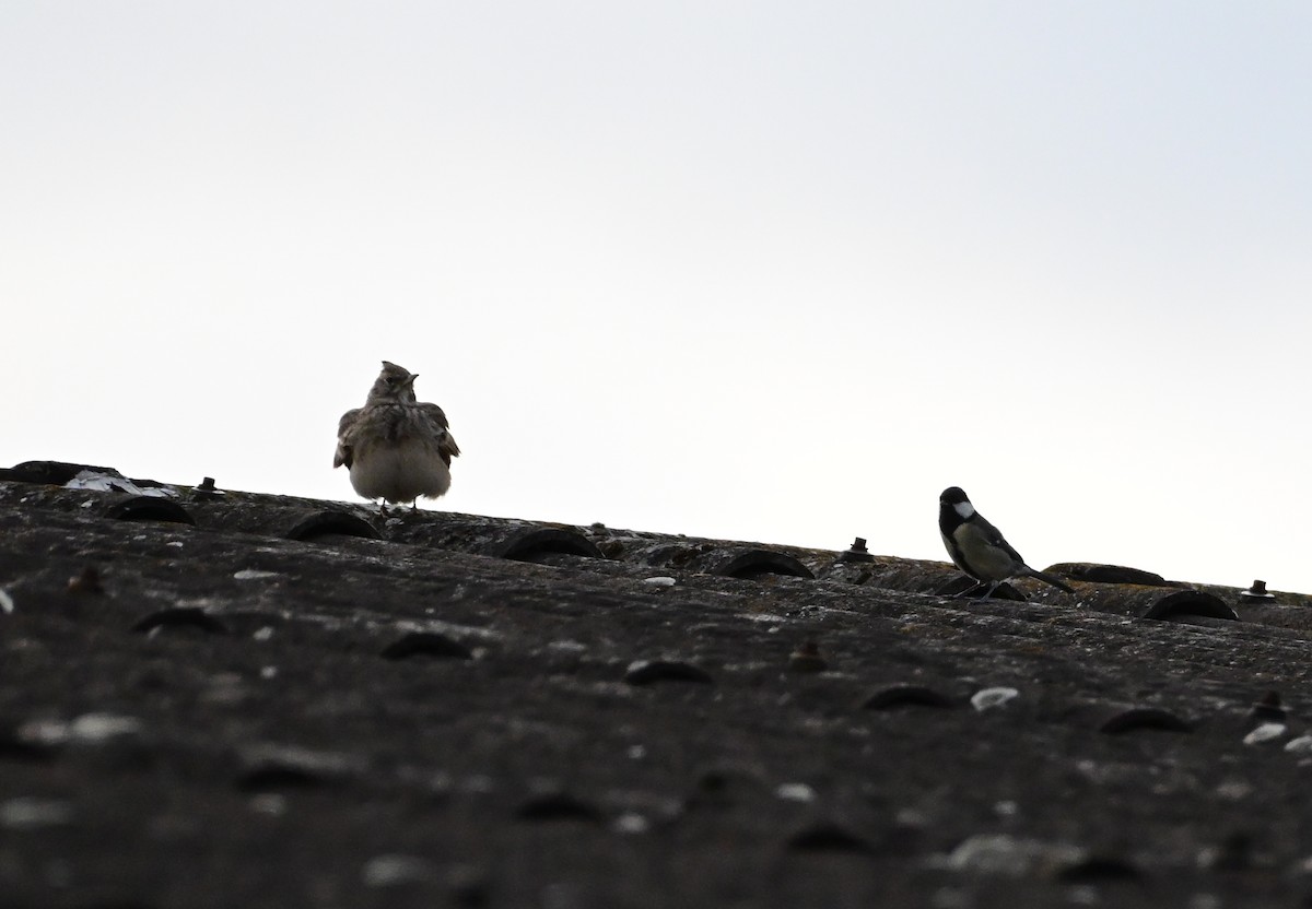 Crested Lark - ML643698609