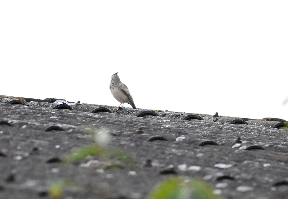 Crested Lark - ML643698610