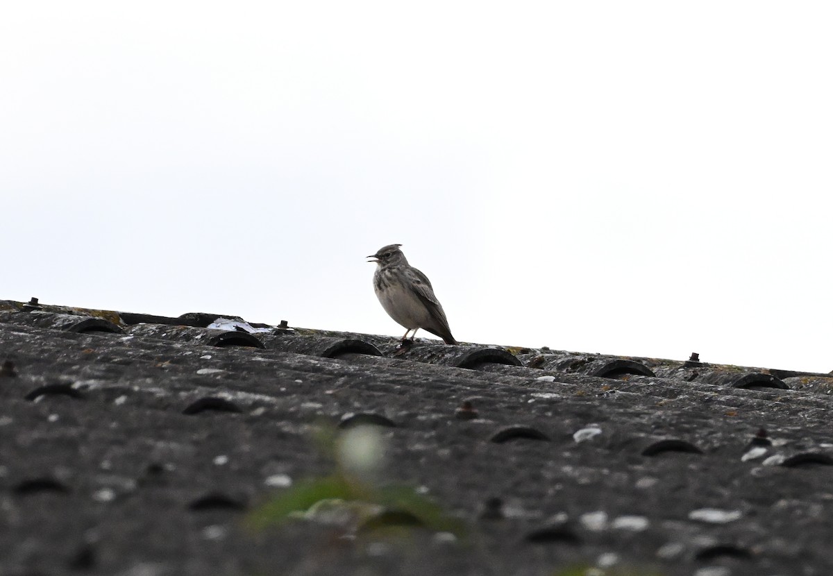 Crested Lark - ML643698611