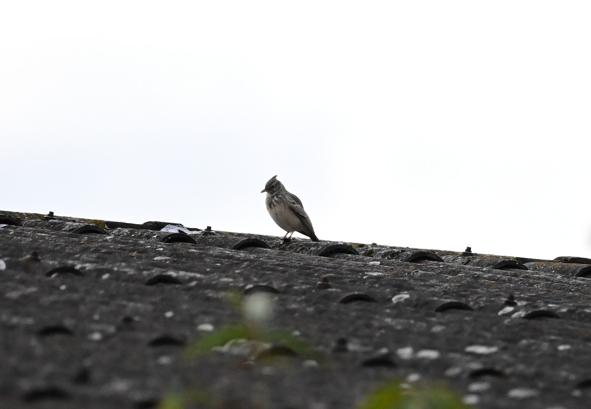 Crested Lark - ML643698612