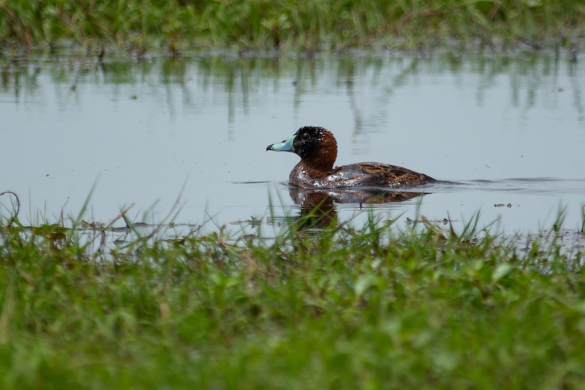 Masked Duck - ML643698613