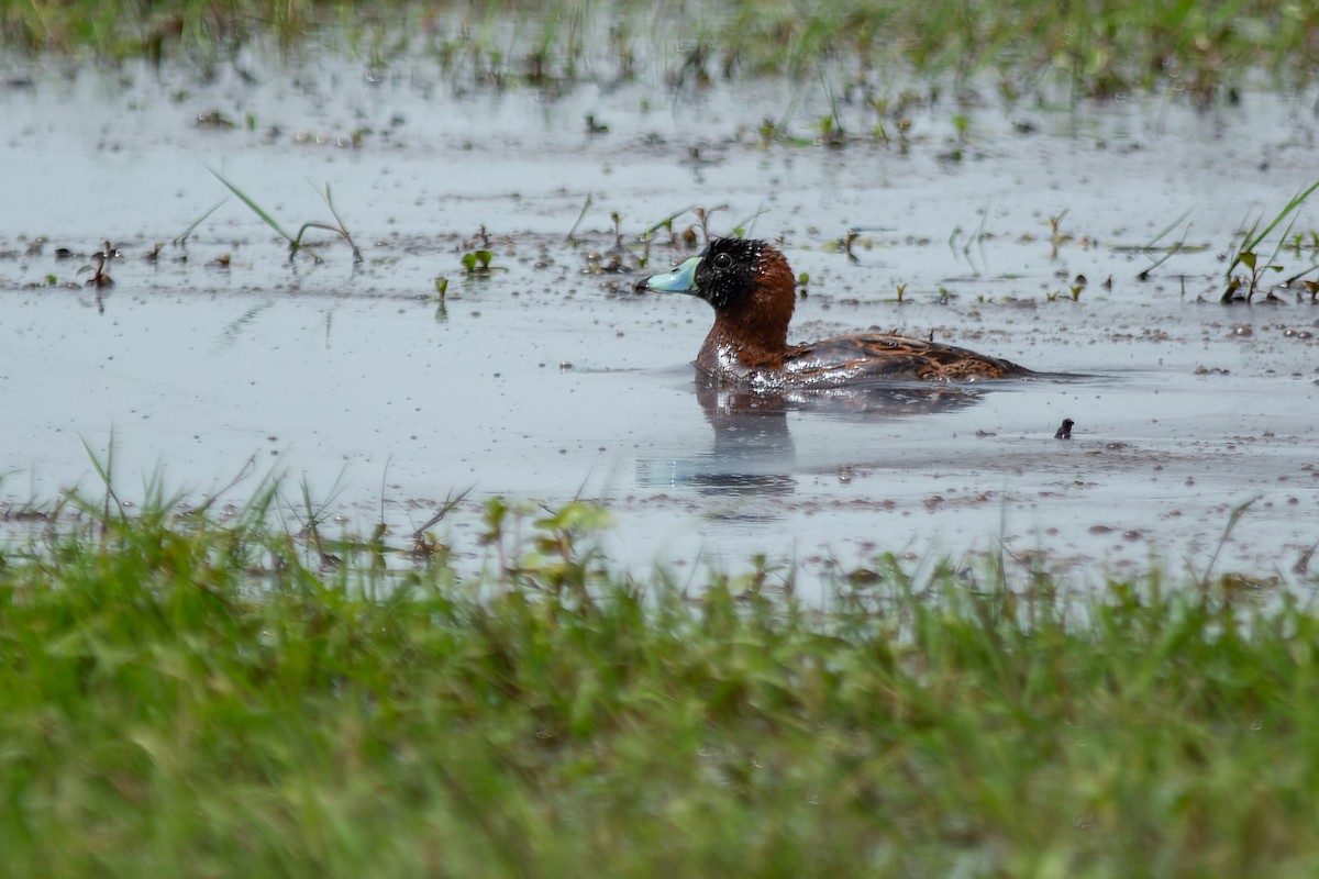 Masked Duck - ML643698614