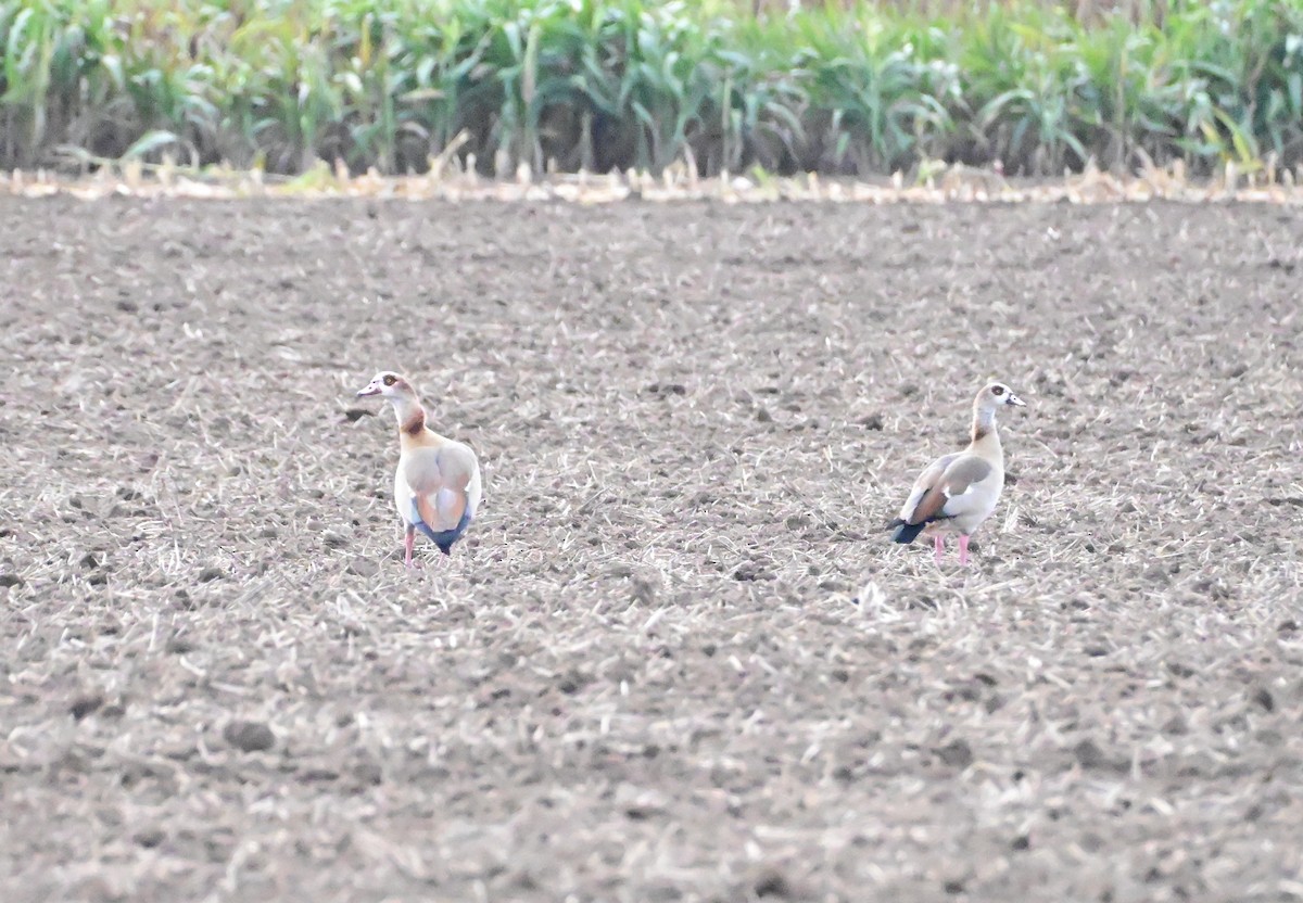 Egyptian Goose - ML643698616
