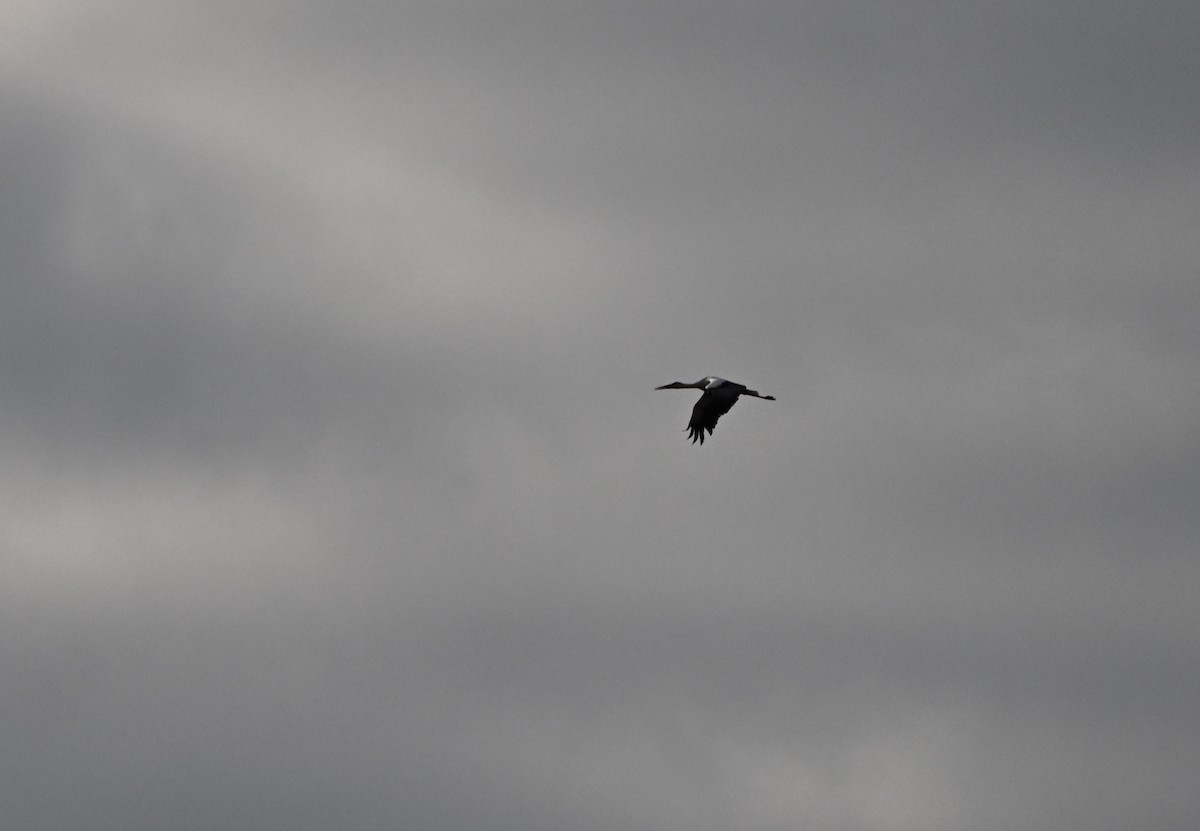White Stork - ML643698621