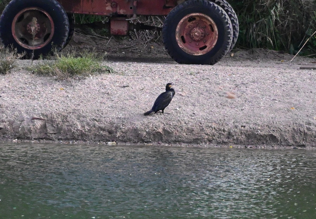 Great Cormorant - ML643698623