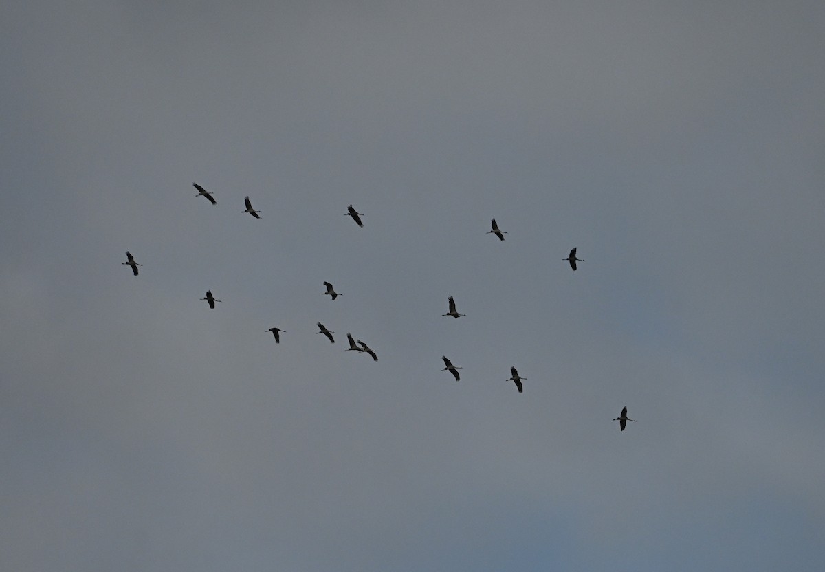 Common Crane - ML643698624