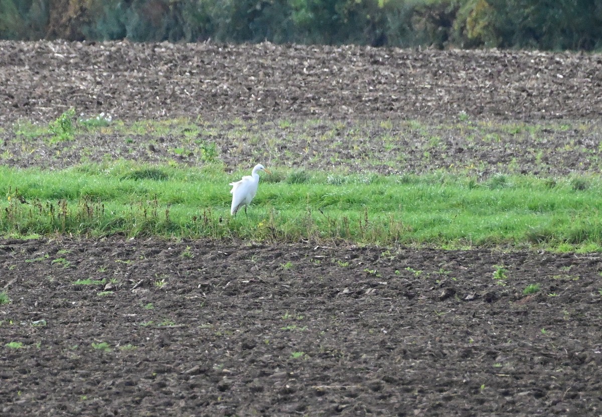 Great Egret - ML643698626