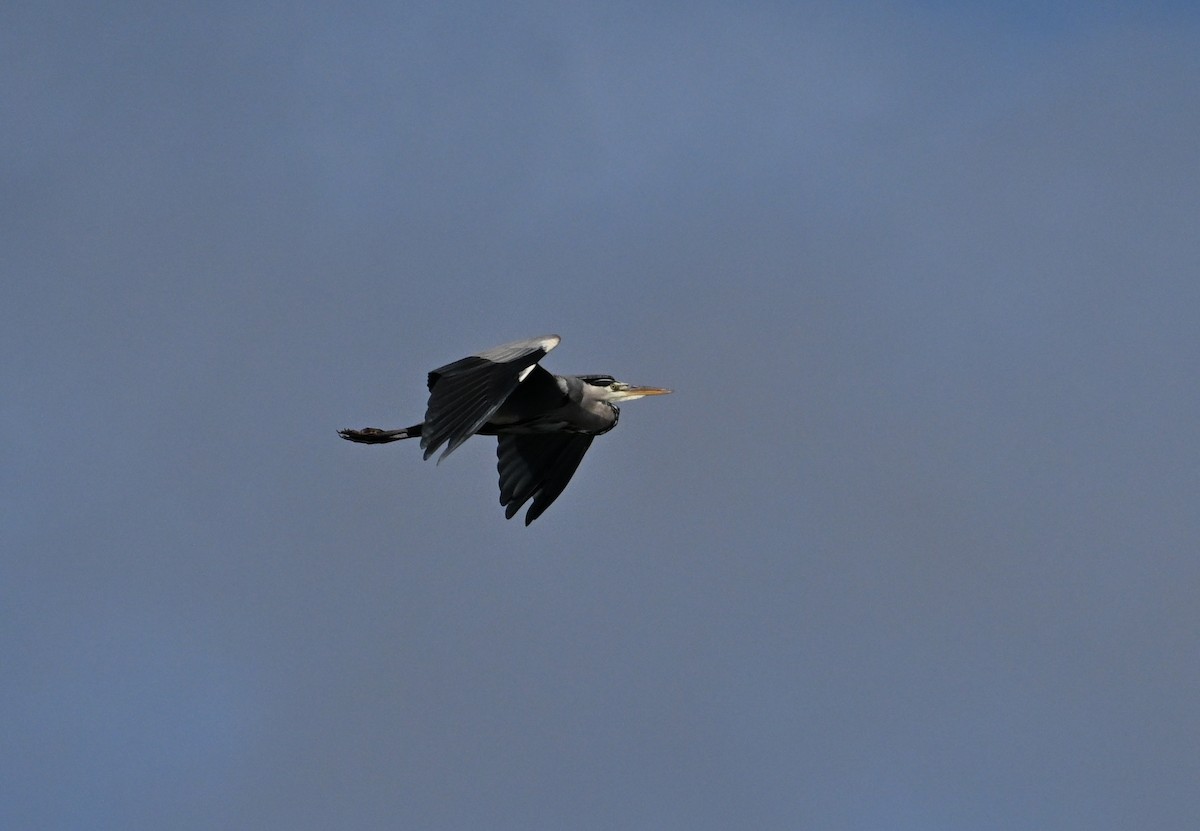 Gray Heron - ML643698630