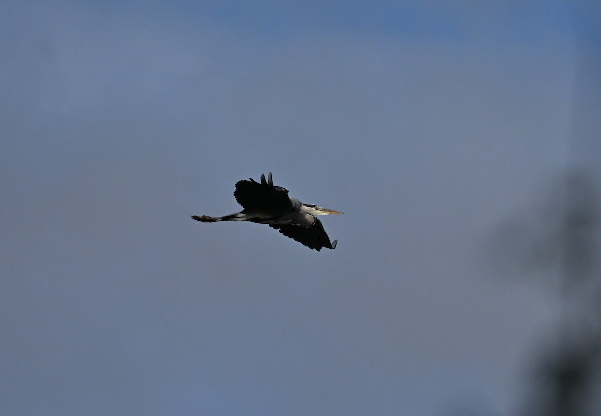 Gray Heron - ML643698631