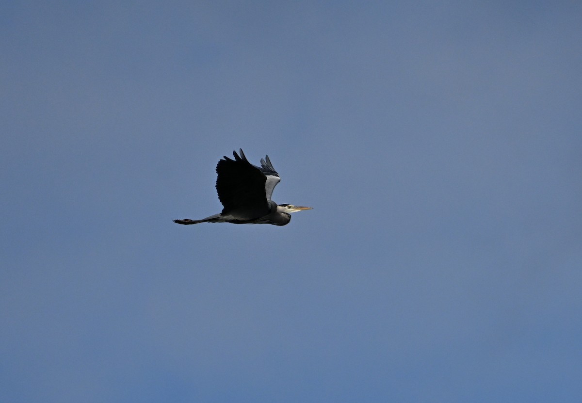 Gray Heron - ML643698632