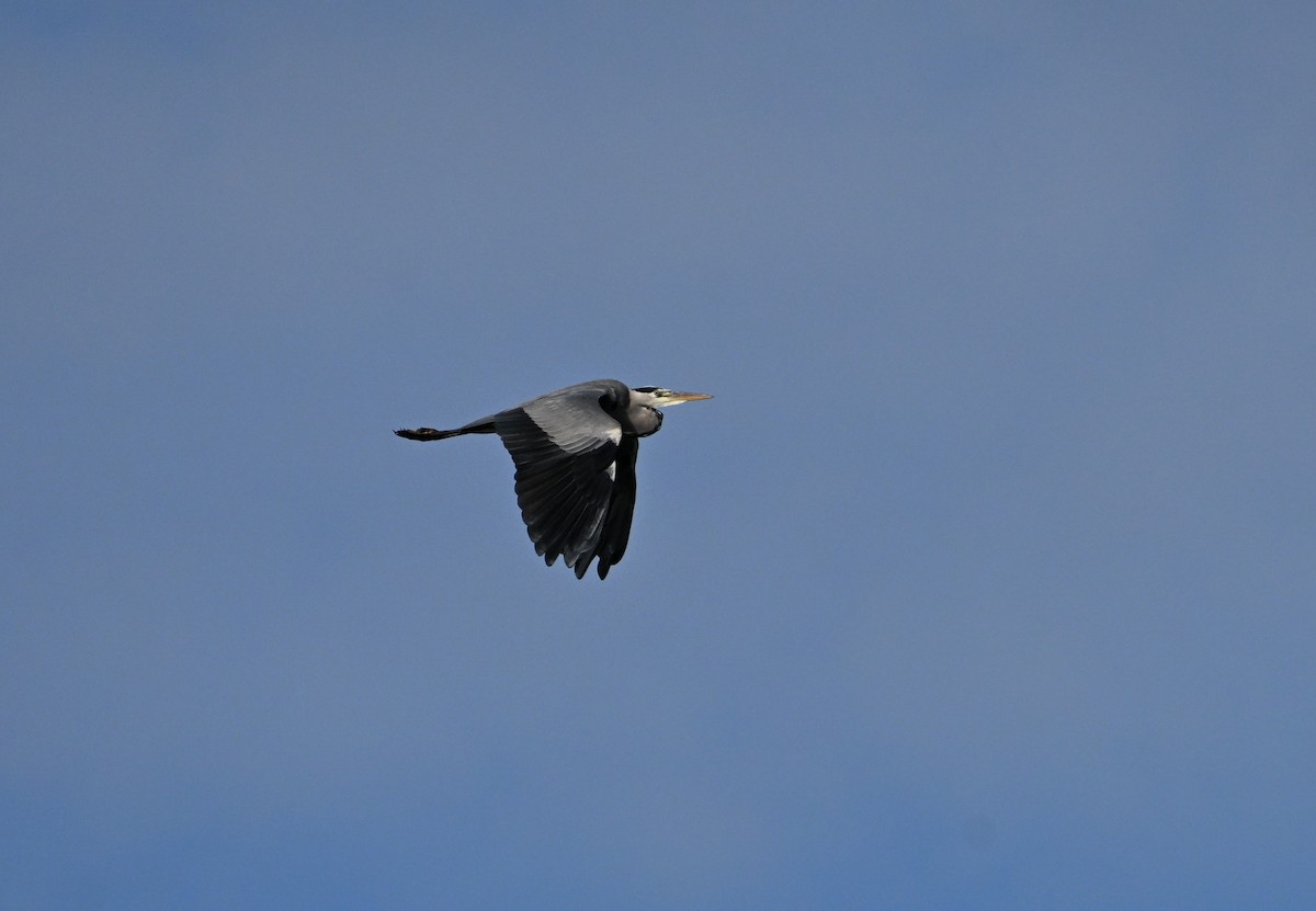 Gray Heron - ML643698633